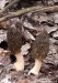 smrž kuželovitý (Houby), Morchella conica (Fungi)
